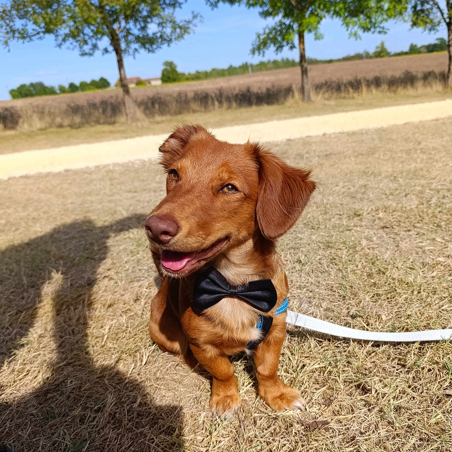 Schoop'S a rejoint le concours — aidez-le/la à gagner de superbes lots ! animal, blue_sky, bow_tie, brown_dog, canine, daylight, dog, field, grass, happy, leash, nature, outdoor, pet, portrait, shadow, sitting, smiling, sunny, tree