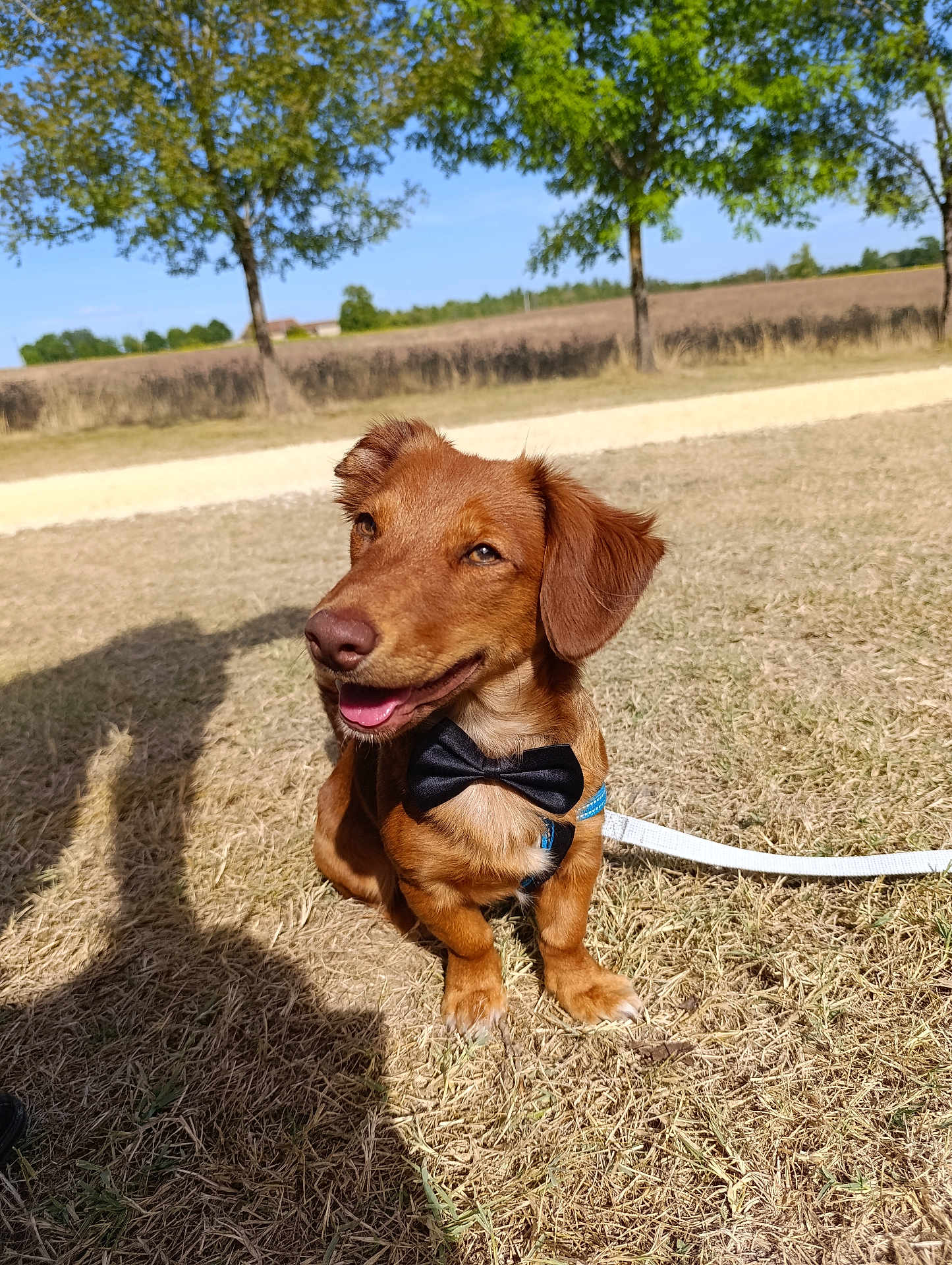 Schoop'S a rejoint le concours — aidez-le/la à gagner de superbes lots ! animal, blue_sky, bow_tie, brown_dog, canine, daylight, dog, field, grass, happy, leash, nature, outdoor, pet, portrait, shadow, sitting, smiling, sunny, tree