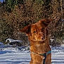 Schoop'S a rejoint le concours — aidez-le/la à gagner de superbes lots ! animal, blue_sky, canine, cold, curious, daylight, dog, forest, fur, head_tilt, leash, nature, outdoor, pet, playful, sitting, snow, snowflakes, trees, winter
