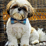 Eddie is registered to the contest to win money with this photo: adorable, animal, bow_tie, brown, canine, companion, cute, decor, dog, domestic_animal, fluffy, furniture, furry, indoor, pet, portrait, sitting, small_dog, white, wicker_chair