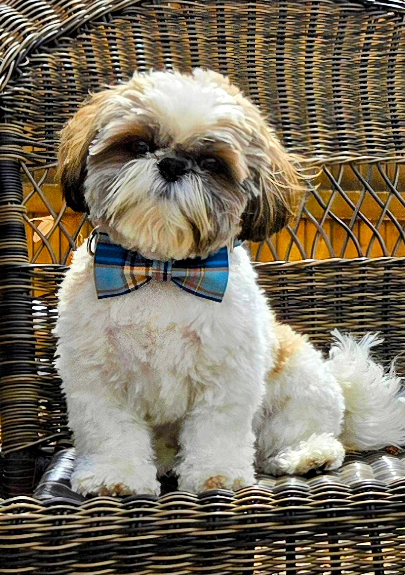 Eddie is registered to the contest to win money with this photo: adorable, animal, bow_tie, brown, canine, companion, cute, decor, dog, domestic_animal, fluffy, furniture, furry, indoor, pet, portrait, sitting, small_dog, white, wicker_chair