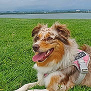 Roxie joined the competition — help win amazing prizes! dog, service_dog, grass, outdoor, lake, cloudy_sky, happy, panting, fur, animal, canine, leisure, nature, pet, resting, tongue_out, brown, white, pink_harness, landscape