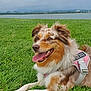 dog, service_dog, grass, outdoor, lake, cloudy_sky, happy, panting, fur, animal, canine, leisure, nature, pet, resting, tongue_out, brown, white, pink_harness, landscape