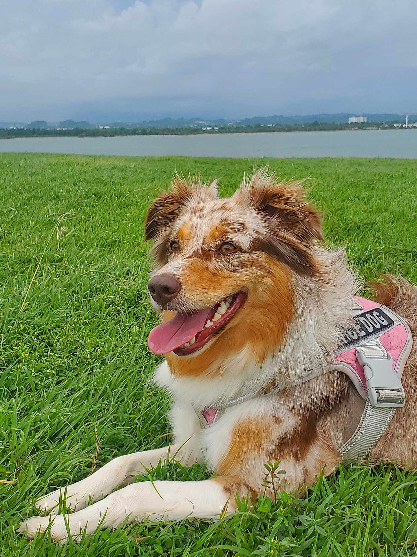 Roxie joined the competition — help win amazing prizes! dog, service_dog, grass, outdoor, lake, cloudy_sky, happy, panting, fur, animal, canine, leisure, nature, pet, resting, tongue_out, brown, white, pink_harness, landscape