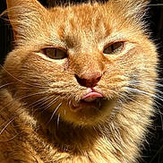 Tabby Abby joined the competition — help win amazing prizes! animal, cat, close_up, cute, ears, expression, eyes, face, feline, fluffy, fur, indoor, mammal, orange_cat, pet, playful, portrait, sunlight, tongue_out, whiskers
