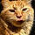 Tabby Abby