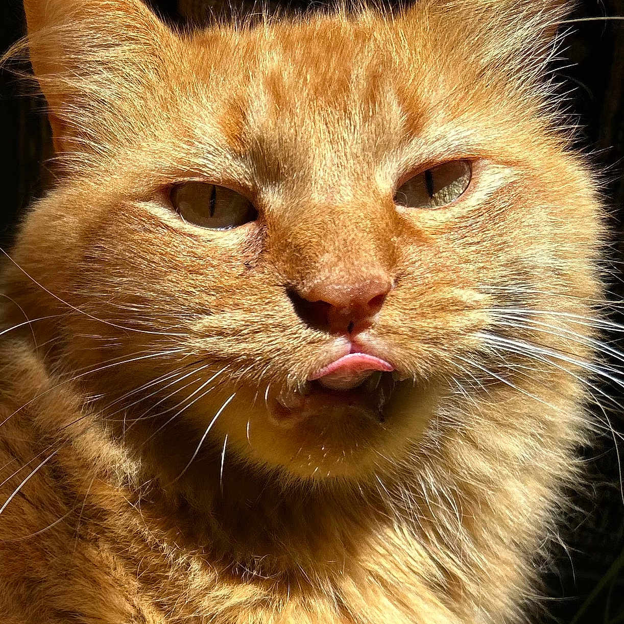 Tabby Abby joined the competition — help win amazing prizes! animal, cat, close_up, cute, ears, expression, eyes, face, feline, fluffy, fur, indoor, mammal, orange_cat, pet, playful, portrait, sunlight, tongue_out, whiskers