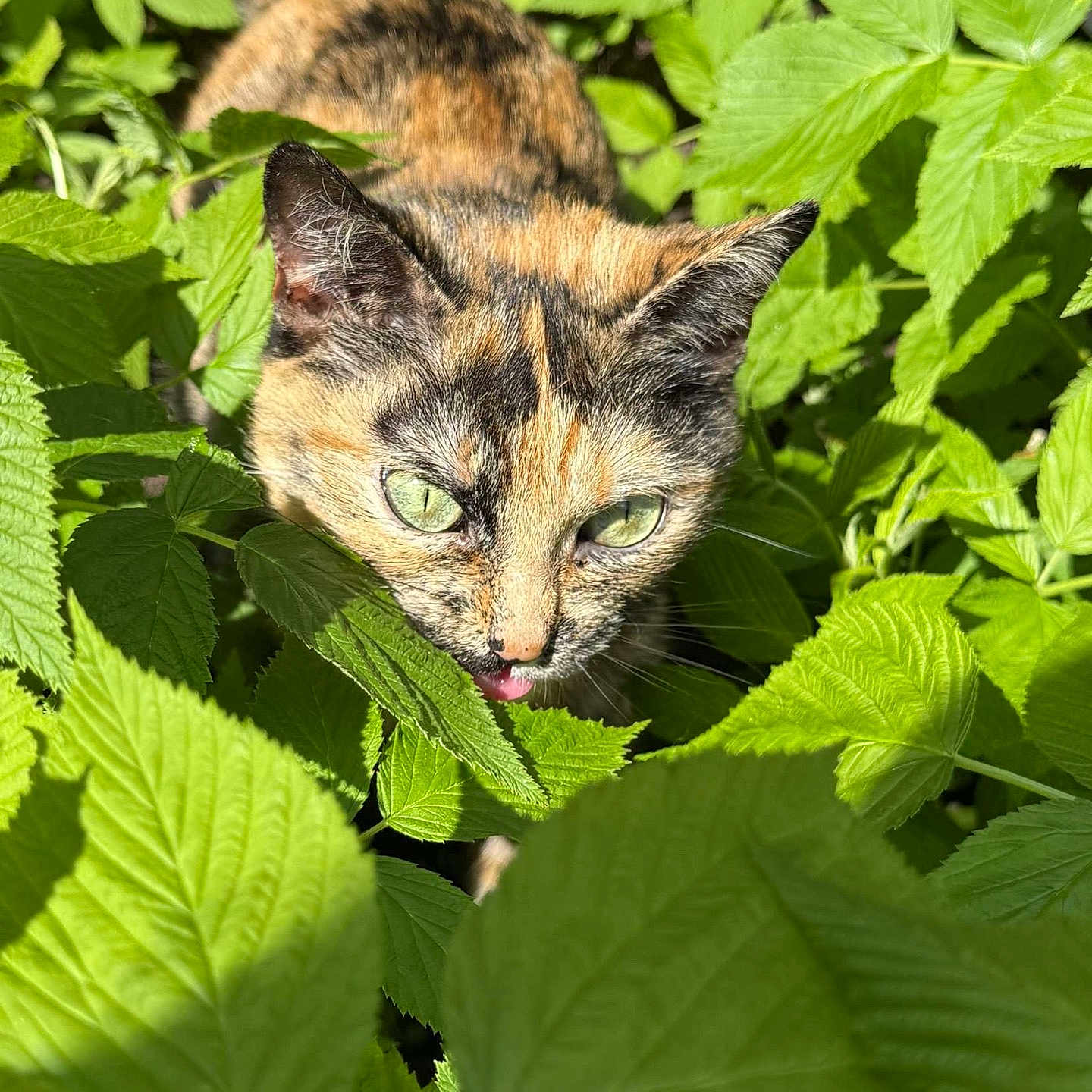 Xena a rejoint le concours — aidez-le/la à gagner de superbes lots ! animal, cat, close_up, curious, feline, flora, garden, green_eyes, greenery, leaves, nature, outdoor, pet, plants, playful, shadows, sunlight, tongue_out, tortoiseshell, wildlife