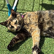 Xena participe au concours pour gagner de l'argent avec cette photo : cat, tortoiseshell, outdoor, grass, sunlight, pet, relaxed, collar, feline, animal, laying_down, closeup, nature, daylight, paw, whiskers, fur, shadow, sunny, leisure