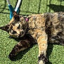 cat, tortoiseshell, outdoor, grass, sunlight, pet, relaxed, collar, feline, animal, laying_down, closeup, nature, daylight, paw, whiskers, fur, shadow, sunny, leisure