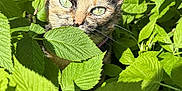 Xena participe au concours pour gagner de l'argent avec cette photo : cat, tortoiseshell, green_eyes, leaves, plants, outdoor, nature, sunlight, foliage, close_up, curious, animal, pet, wildlife, daylight, mammal, green, camouflage, whiskers, ears