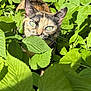 cat, tortoiseshell, green_eyes, leaves, plants, outdoor, nature, sunlight, foliage, close_up, curious, animal, pet, wildlife, daylight, mammal, green, camouflage, whiskers, ears