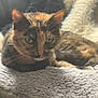 Xena participe au concours pour gagner de l'argent avec cette photo : cat, tortoiseshell, pet, animal, feline, fur, blanket, cozy, indoor, resting, cute, whiskers, ears, face, relaxing, soft, cushion, comfort, home, light