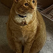 Pumpkin joined the competition — help win amazing prizes! cat, orange_tabby, pet, feline, sitting, portrait, collar, bell, whiskers, ears, eyes, striped_fur, indoor, home, floor, furniture, closeup, animal, alert, cute