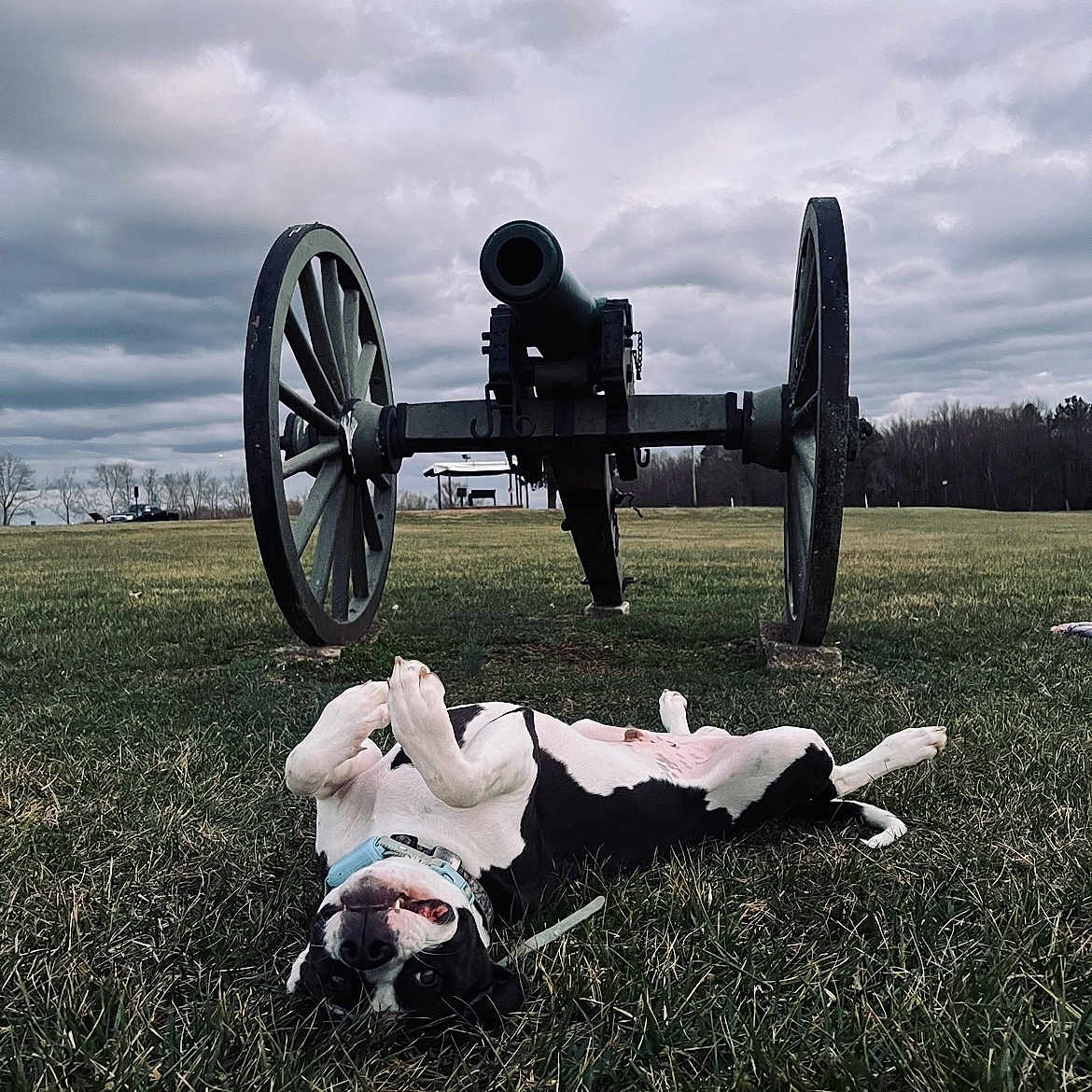 Bowie joined the competition — help win amazing prizes! auto_part, automotive_tire, automotive_wheel_system, cannon, cloud, ecoregion, grass, grassland, landscape, meadow, metal, natural_environment, nature, plant, rural_area, sky, spoke, tree, wheel, wood