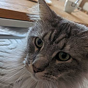 Smooth a rejoint le concours — aidez-le/la à gagner de superbes lots ! cat, feline, pet, close_up, whiskers, green_eyes, fluffy, indoor, rug, table, ear, portrait, curious, nose, fur, muzzle, eye_contact, domestic_cat, carpet, home_interior