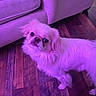 dog, small_dog, fluffy, indoor, wooden_floor, couch, furniture, pet, companion, curious, purple_light, pink_tint, flooring, domestic, animal, canine, looking_up, living_room, cozy, home