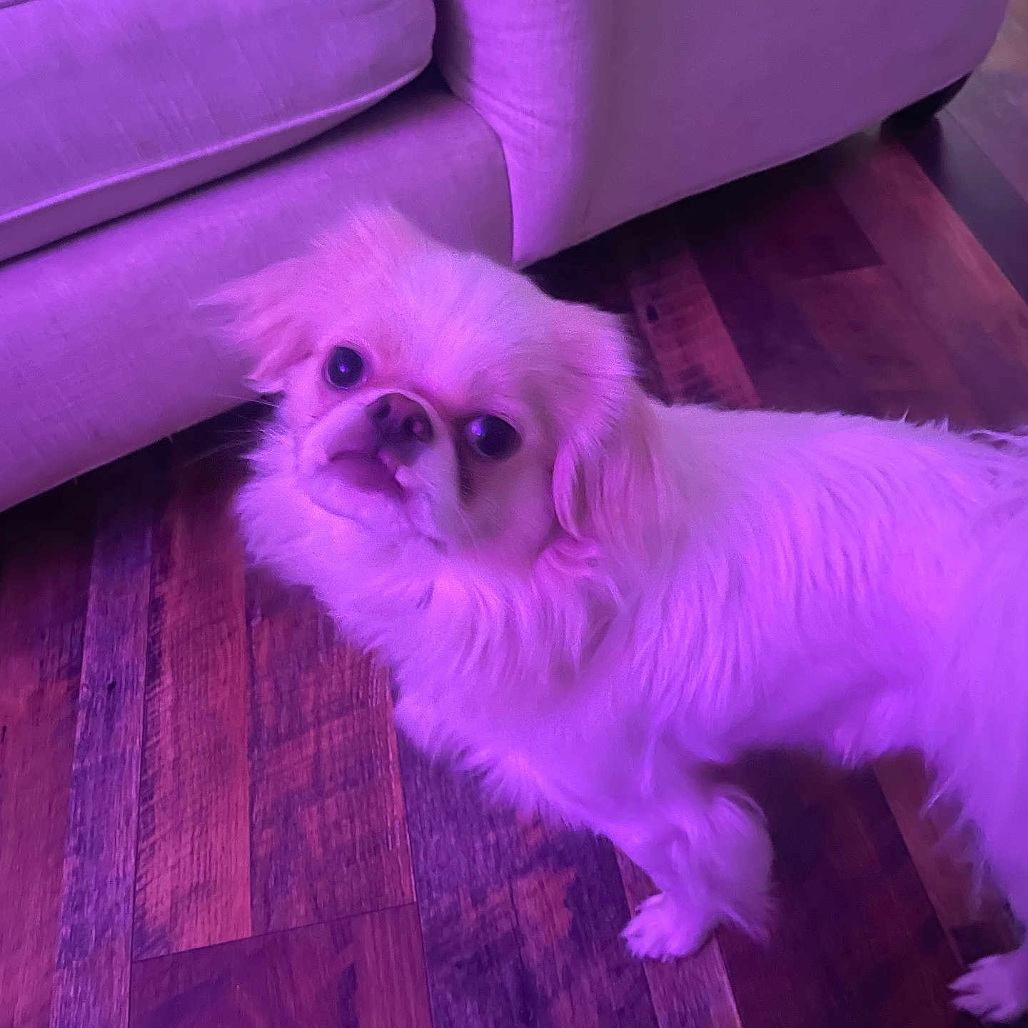 Sunny is registered to the contest to win money with this photo: dog, small_dog, fluffy, indoor, wooden_floor, couch, furniture, pet, companion, curious, purple_light, pink_tint, flooring, domestic, animal, canine, looking_up, living_room, cozy, home