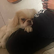 Sunny is registered to the contest to win money with this photo: casual, closeup, comfort, couch, cozy, dog, fur, guitar, hand, indoor, leg, light, person, pet, phone, relaxation, resting, shadow, tattoo, wall