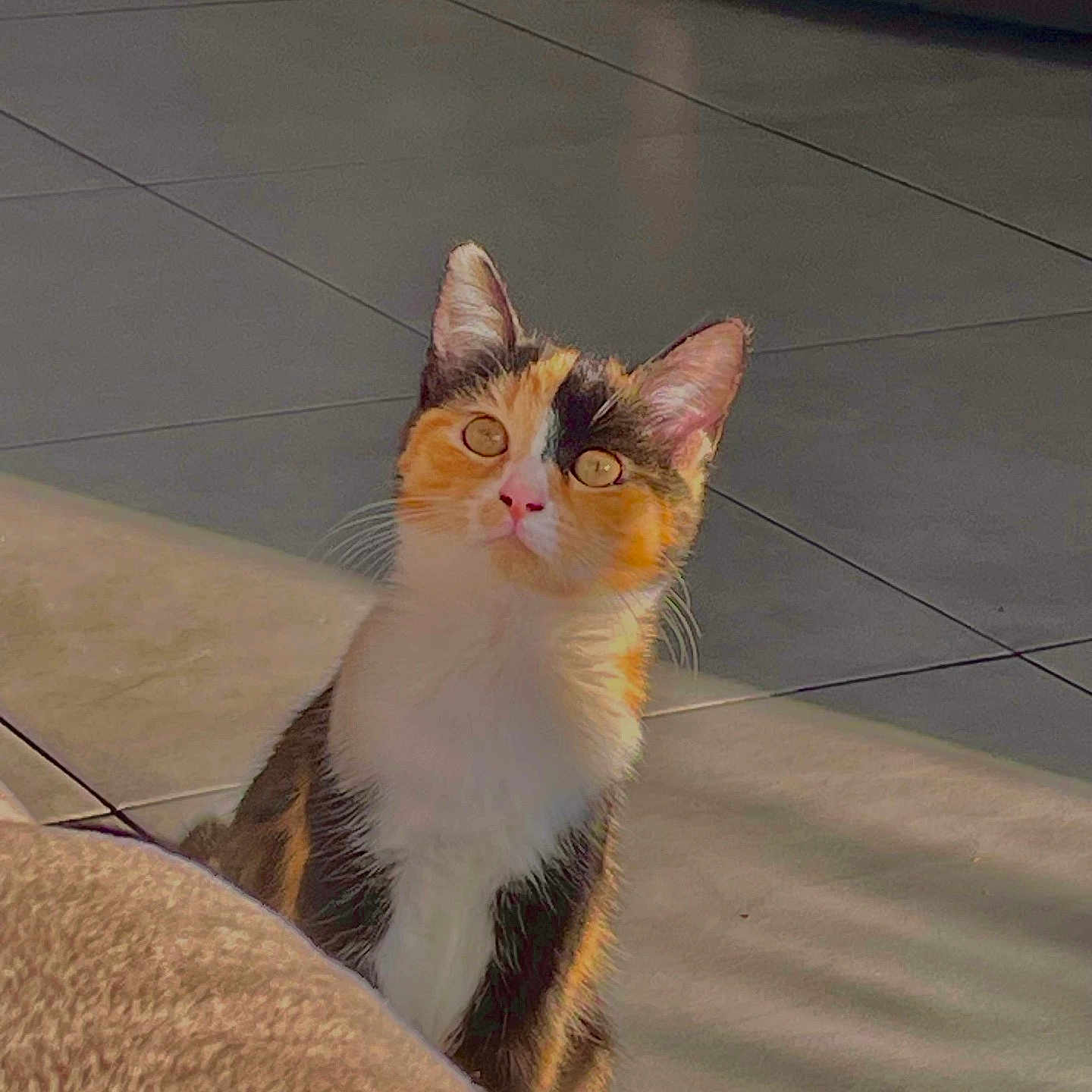 Aggy a rejoint le concours — aidez-le/la à gagner de superbes lots ! animal, attention, calico, cat, cozy, curious, domestic, ears, feline, floor, fur, indoor, kitten, nose, pet, sitting, sunlight, tile, whiskers, young