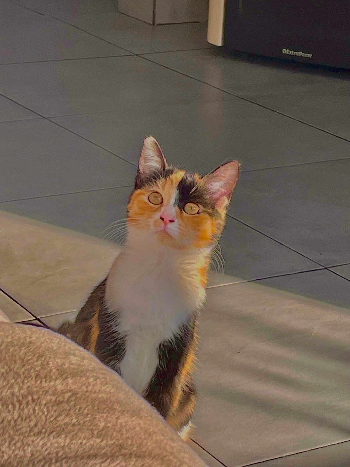 Aggy a rejoint le concours — aidez-le/la à gagner de superbes lots ! cat, calico, kitten, pet, animal, indoor, floor, tile, sunlight, curious, whiskers, ears, fur, nose, young, feline, domestic, sitting, attention, cozy