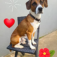 Rodgers participe au concours pour gagner de l'argent avec cette photo : dog, brown, white, sitting, chair, outdoor, concrete, wall, collar, pet, sun_doodle, heart_doodle, flower_doodle, shadow, calm, cute, portrait, animal, daylight, fence