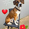 dog, brown, white, sitting, chair, outdoor, concrete, wall, collar, pet, sun_doodle, heart_doodle, flower_doodle, shadow, calm, cute, portrait, animal, daylight, fence