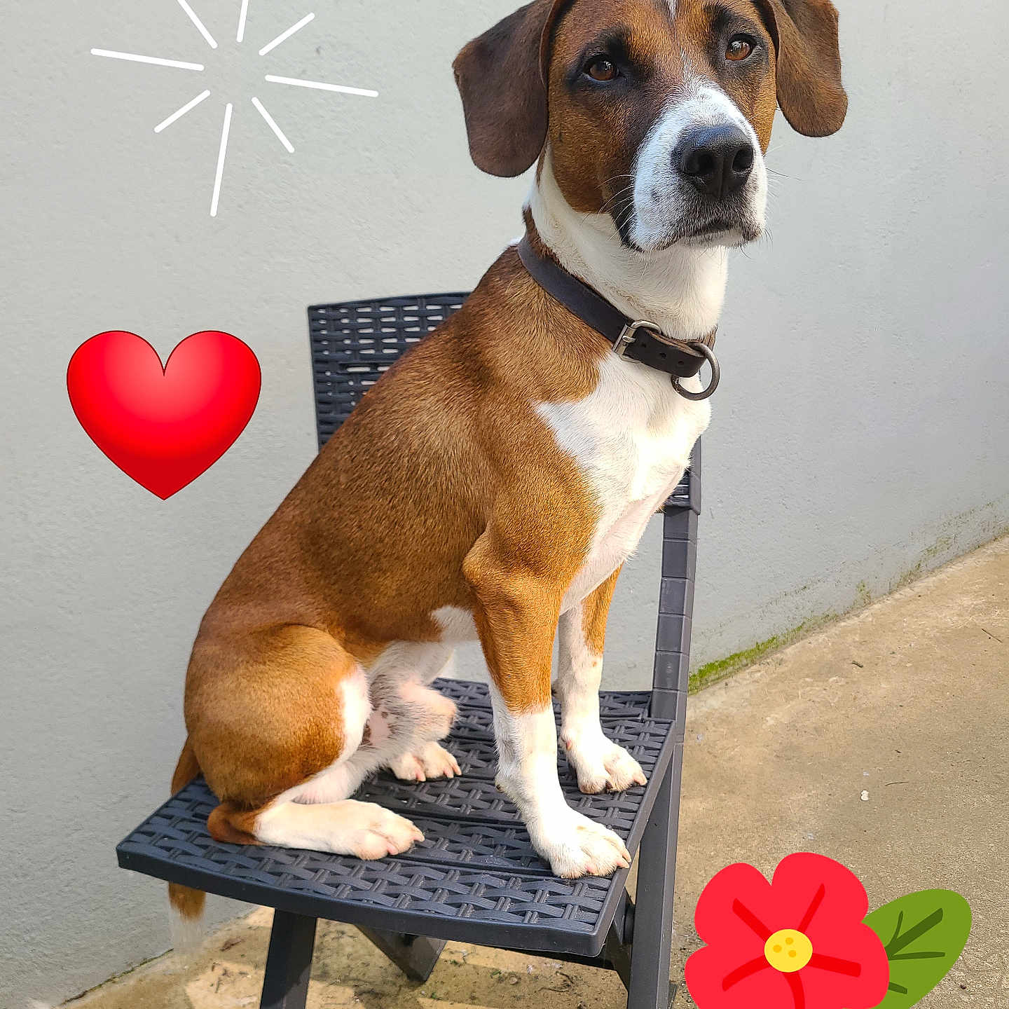 Rodgers participe au concours pour gagner de l'argent avec cette photo : dog, brown, white, sitting, chair, outdoor, concrete, wall, collar, pet, sun_doodle, heart_doodle, flower_doodle, shadow, calm, cute, portrait, animal, daylight, fence