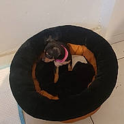 Stella a rejoint le concours — aidez-le/la à gagner de superbes lots ! puppy, dog, pet, dog_bed, round_bed, pink_collar, black_fur, tan_markings, indoor, tile_floor, wall, pee_pad, small_dog, looking_away, cozy, cute, home, accessory, blanket, floor