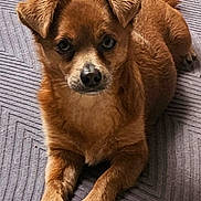 Seed a rejoint le concours — aidez-le/la à gagner de superbes lots ! animal, boxer, bulldog, canine, chihuahua, cockerspaniel, dog, goldenretriever, hound, papillon, pet, pug, puppy, snout