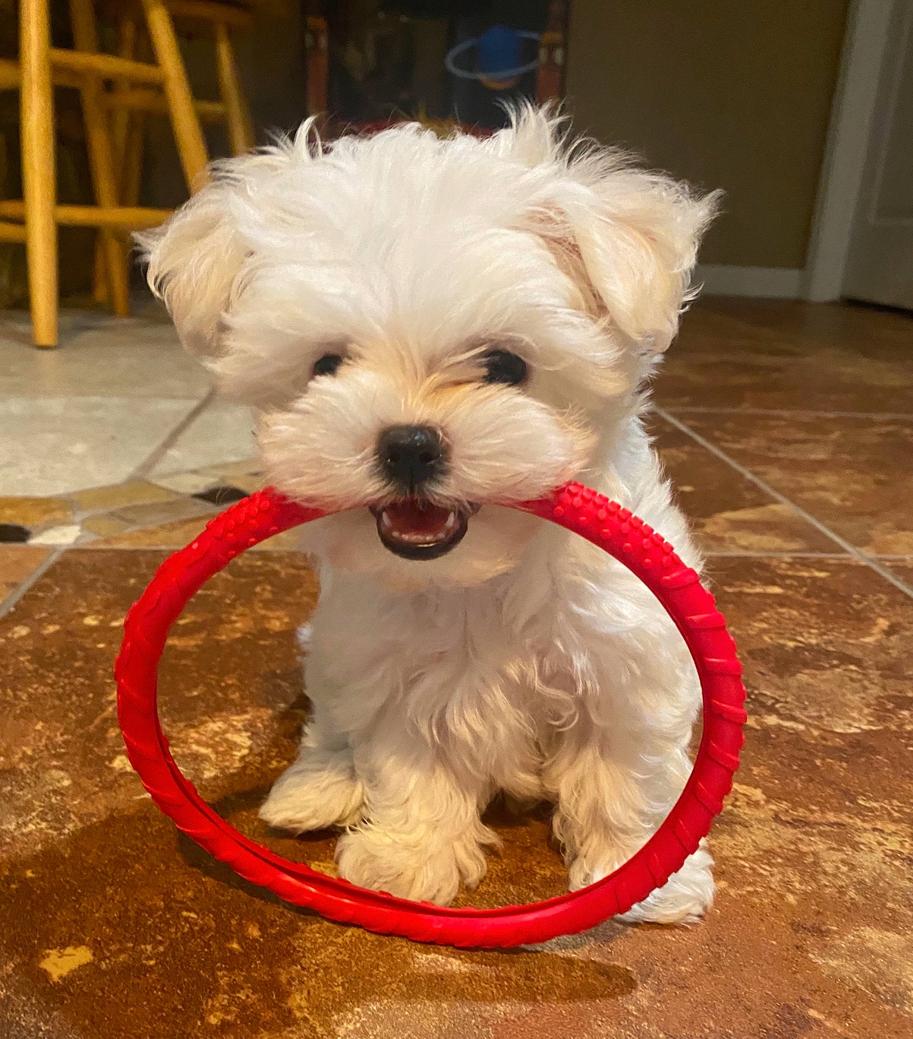 Bambi is registered to the contest to win money with this photo: canidae, carnivore, collar, companion_dog, dog, dog_breed, dog_clothes, dog_collar, dog_supply, door, fashion_accessory, flooring, fur, maltepoo, small_terrier, snout, sporting_group, terrier, toy_dog, working_animal