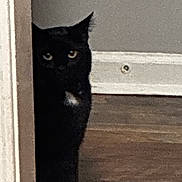 Midnight is registered to the contest to win money with this photo: animal, baseboard, black_cat, cat, curiosity, doorway, ears, eyes, feline, hardwood_floor, home, indoor, mystery, peeking, pet, portrait, shadow, stare, wall, whiskers