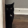 animal, baseboard, black_cat, cat, curiosity, doorway, ears, eyes, feline, hardwood_floor, home, indoor, mystery, peeking, pet, portrait, shadow, stare, wall, whiskers