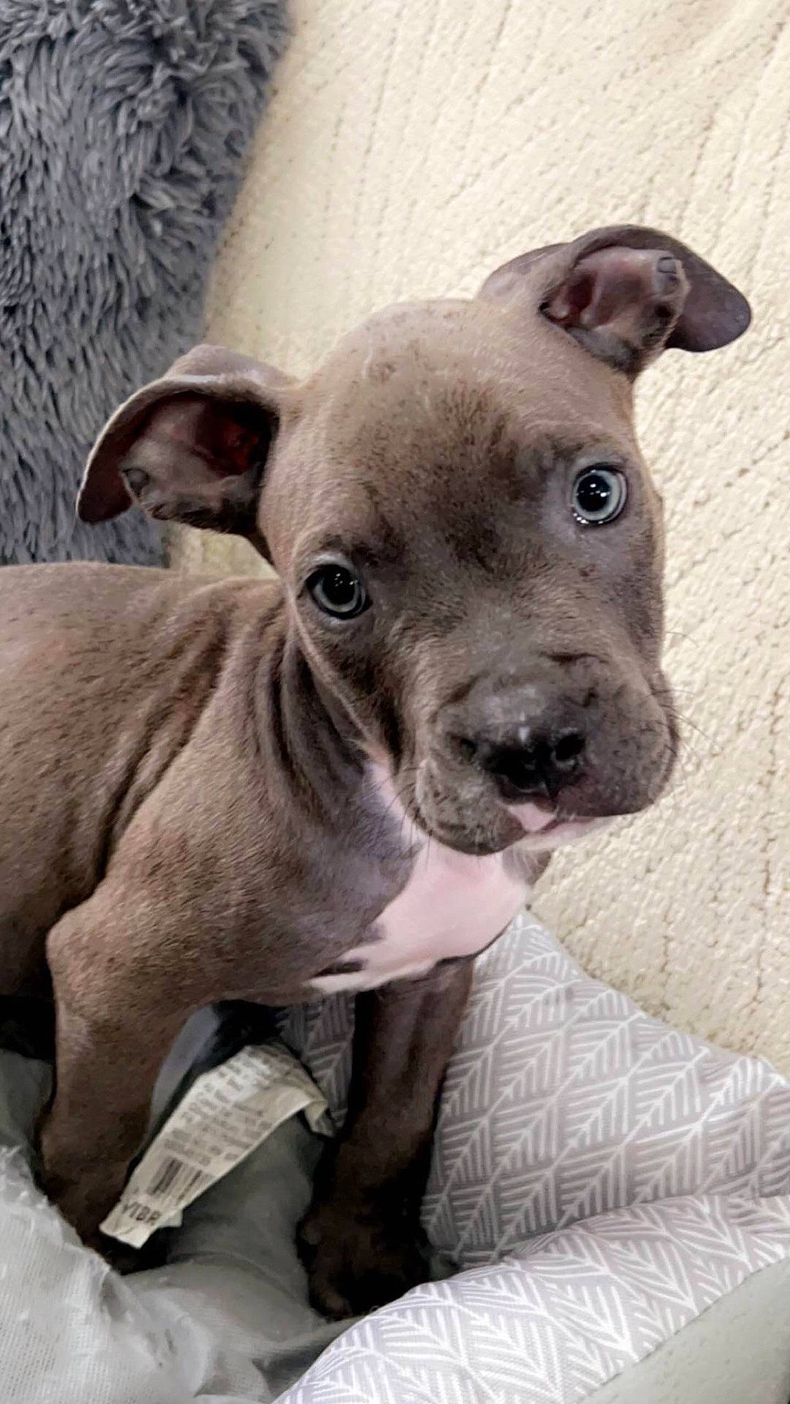 Bucky is registered to the contest to win money with this photo: ancient_dog_breeds, canidae, carnivore, collar, comfort, companion_dog, dog, dog_breed, dog_collar, ear, fawn, molosser, non_sporting_group, snout, sporting_group, terrestrial_animal, whiskers, working_animal