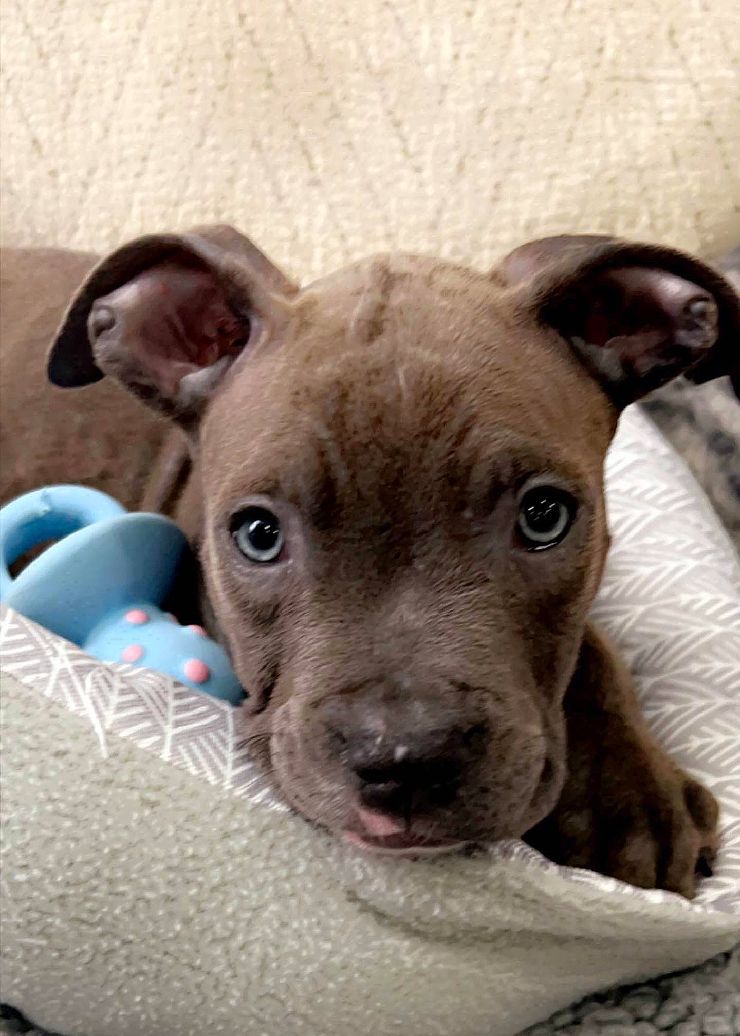 Bucky is registered to the contest to win money with this photo: canidae, carnivore, collar, comfort, companion_dog, dog, dog_breed, ear, fawn, non_sporting_group, snout, sporting_group, tableware, terrestrial_animal, whiskers, working_animal