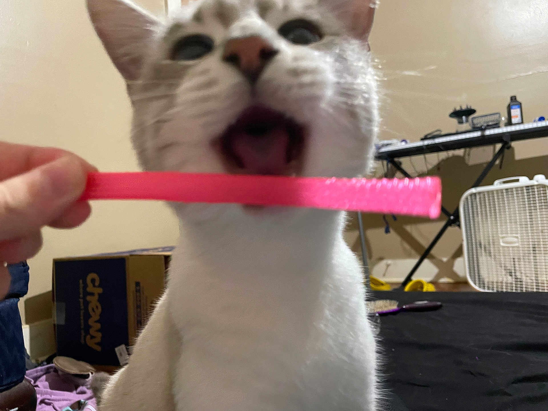 Mr. Kitty