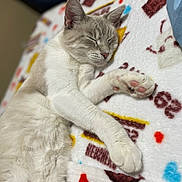 Mr. Kitty joined the competition — help win amazing prizes! cat, sleeping, cozy, blanket, paw, feline, indoor, cute, relaxed, soft, closeup, resting, pet, animal, whiskers, fur, pink_paw_pads, comfortable, nap, domestic_cat