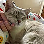Mr. Kitty is registered to the contest to win money with this photo: cat, animal, pet, close_up, fur, sleeping, hand, indoor, blanket, cozy, cute, comfort, relaxed, mammal, whiskers, ear, face, domestic_animal, resting, feline