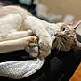 Mr. Kitty is registered to the contest to win money with this photo: cat, blanket, paw, fur, claw, indoor, relaxed, sleepy, pet, animal, cute, soft, whiskers, ears, face, comfort, resting, closeup, domestic_cat, feline