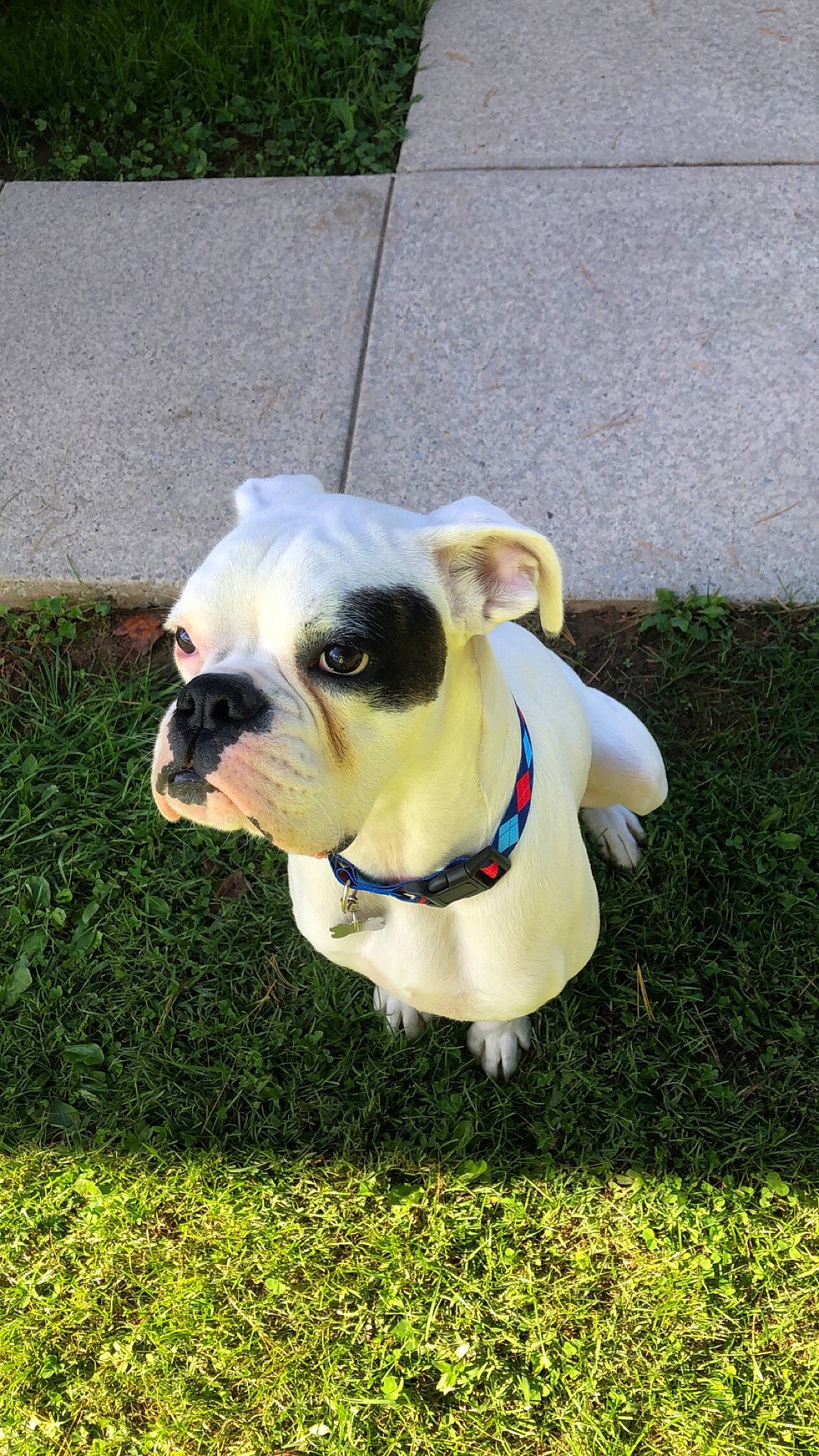 Groot is registered to the contest to win money with this photo: bulldog, canidae, carnivore, collar, companion_dog, dog, dog_breed, dog_collar, dog_supply, fawn, french_bulldog, grass, leash, pet_supply, plant, snout, sporting_group, toy_dog, working_animal, wrinkle