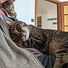 Padmé a rejoint le concours — aidez-le/la à gagner de superbes lots ! cat, tabby_cat, person, indoor, fleece_jacket, snuggling, relaxed, cozy, portrait, close_up, pet, animal, domestic_animal, furniture, door, wall, picture_frame, comfort, casual_clothing, home