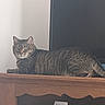 Padmé a rejoint le concours — aidez-le/la à gagner de superbes lots ! cat, tabby_cat, feline, pet, animal, wooden_table, indoor, relaxed, laying_down, striped, mammal, whiskers, ears, tail, eyes, domestic_cat, household, resting, quiet, calm