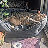 Isis participe au concours pour gagner de l'argent avec cette photo : cat, tabby_cat, sleeping, pet_bed, sunlight, indoor, plant, leafy_plant, glass_door, rug, purple_rug, garden_tool, orange_tool, cozy, relaxed, feline, pet, domestic_cat, home, resting