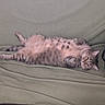 Isis participe au concours pour gagner de l'argent avec cette photo : cat, tabby, lying_down, belly_up, relaxed, indoor, blanket, striped_bag, feline, pet, fur, whiskers, ears, paws, cute, domestic_animal, sleepy, animal, resting, cozy