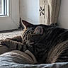 cat, tabby, sleeping, indoor, window, cozy, nap, fur, animal, pet, resting, curled_up, soft, quiet, domestic, mammal, relaxed, whiskers, ears, paws