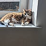 Freyja a rejoint le concours — aidez-le/la à gagner de superbes lots ! cat, tabby, window, sunlight, reflection, indoor, animal, pet, resting, fur, white_paws, relaxed, windowsill, domestic_cat, calm, cozy, daylight, mammal, feline, home_interior