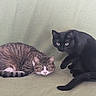 cat, tabby_cat, black_cat, animal, pet, feline, fur, whiskers, ears, eyes, tail, sitting, lying_down, indoor, blanket, green_background, cute, companion, two_animals, domestic_animal