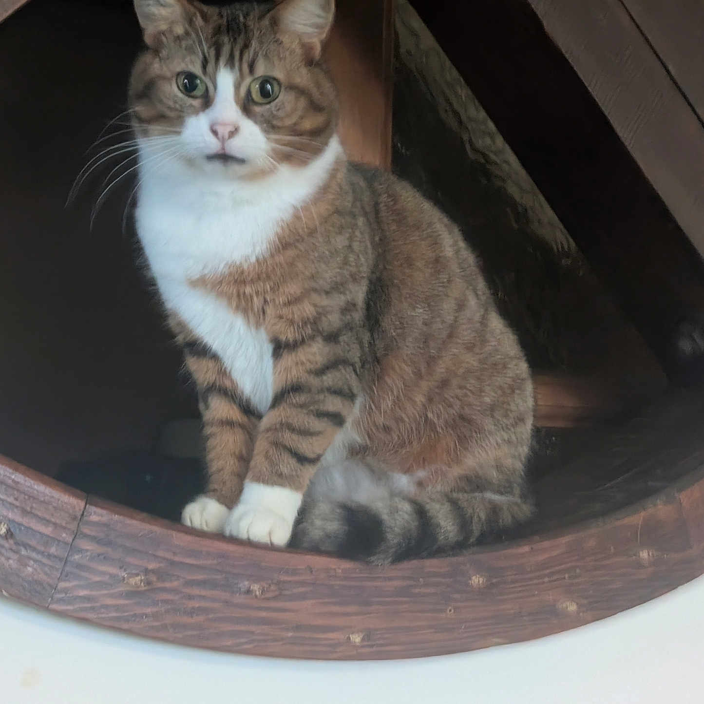 Freyja a rejoint le concours — aidez-le/la à gagner de superbes lots ! cat, tabby, white_paws, white_chest, wooden_nook, indoor, pet, animal, fur, sitting, curious, whiskers, ears, tail, close_up, feline, eyes, portrait, household, cozy