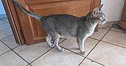 Jules participe au concours pour gagner de l'argent avec cette photo : cat, gray_cat, white_paws, indoor, tiled_floor, wooden_door, glass_panel, alert, side_view, pet, animal, feline, domestic_cat, looking_right, standing, fur, whiskers, ears, natural_light, home