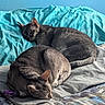 cat, sleeping, animal, pet, feline, cozy, blanket, bed, rest, indoor, fur, cute, domestic_animal, two_animals, relaxation, nap, blue_background, pattern, soft, companion